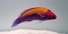 Cirrhilabrus aurantidorsalis