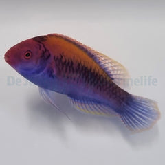 Cirrhilabrus aurantidorsalis