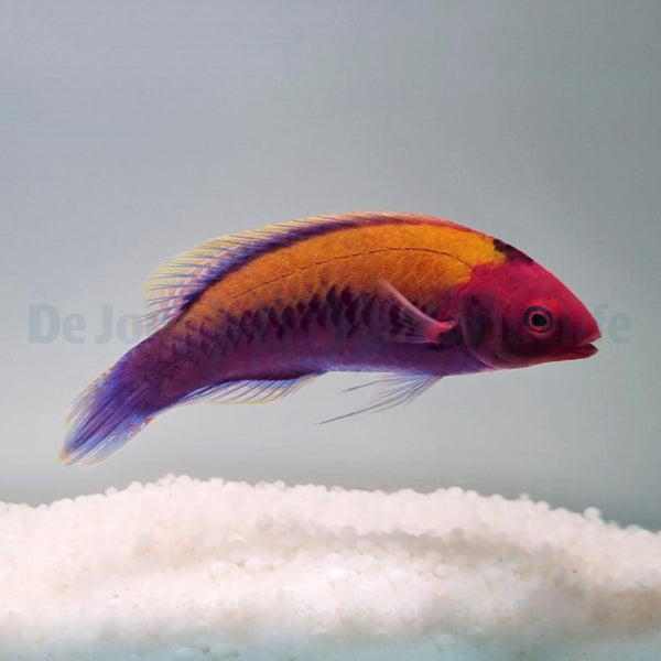 Cirrhilabrus aurantidorsalis