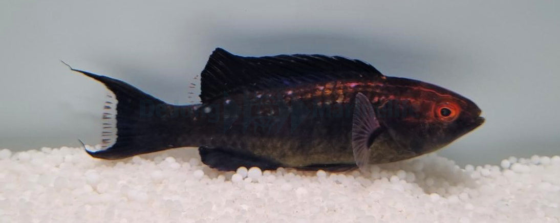 Cirrhilabrus brunneus (male)