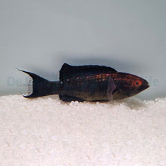 Cirrhilabrus brunneus (male)