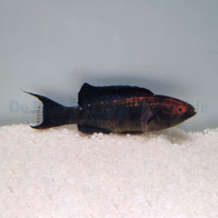Cirrhilabrus brunneus (male)