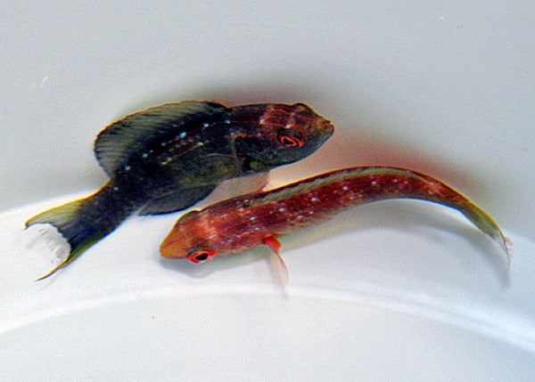Cirrhilabrus brunneus (Pair)