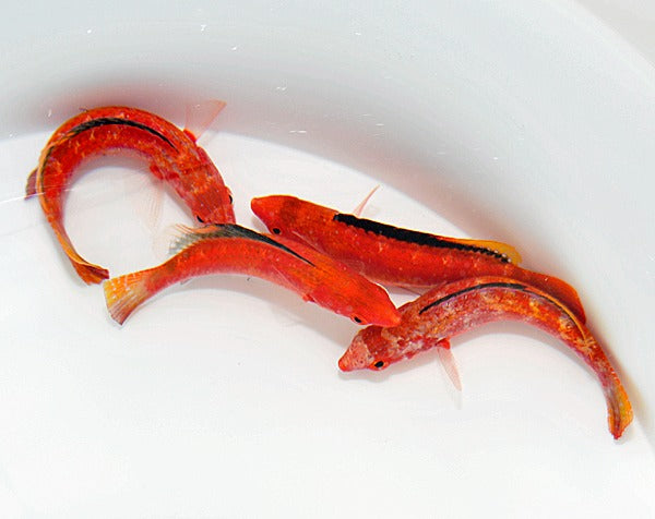 Cirrhilabrus condei (male)