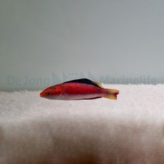 Cirrhilabrus condei (male)