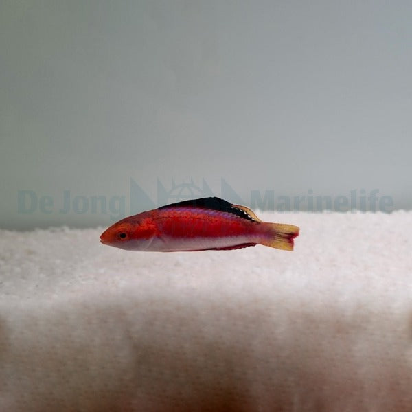 Cirrhilabrus condei (male)