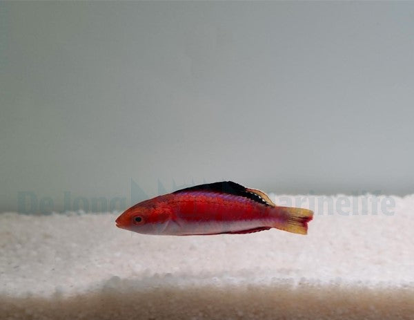 Cirrhilabrus condei (male)