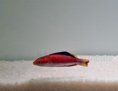 Cirrhilabrus condei (male)