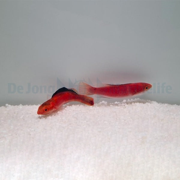 Cirrhilabrus condei (Pair)