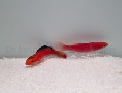 Cirrhilabrus condei (pair)
