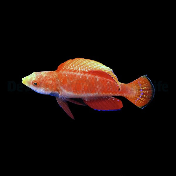 Cirrhilabrus cyanogularis