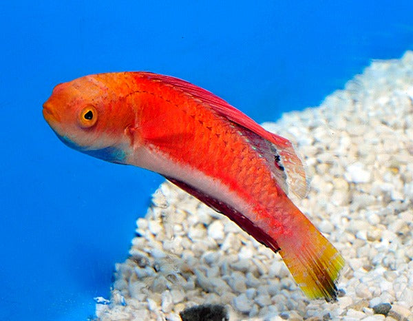 Cirrhilabrus cyanogularis