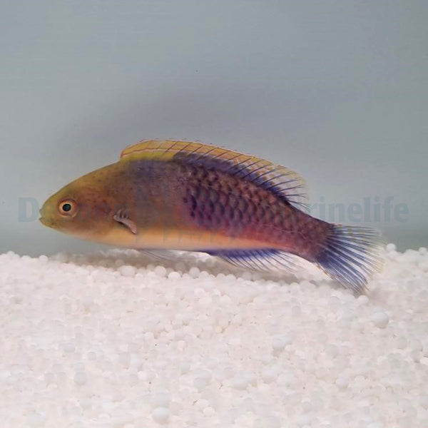 Cirrhilabrus cyanopleura