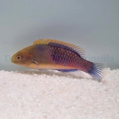 Cirrhilabrus cyanopleura