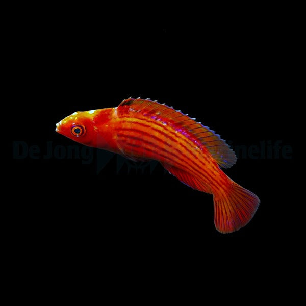 Cirrhilabrus earlei