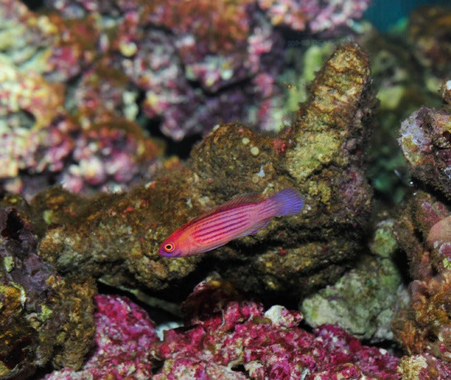 Cirrhilabrus earlei
