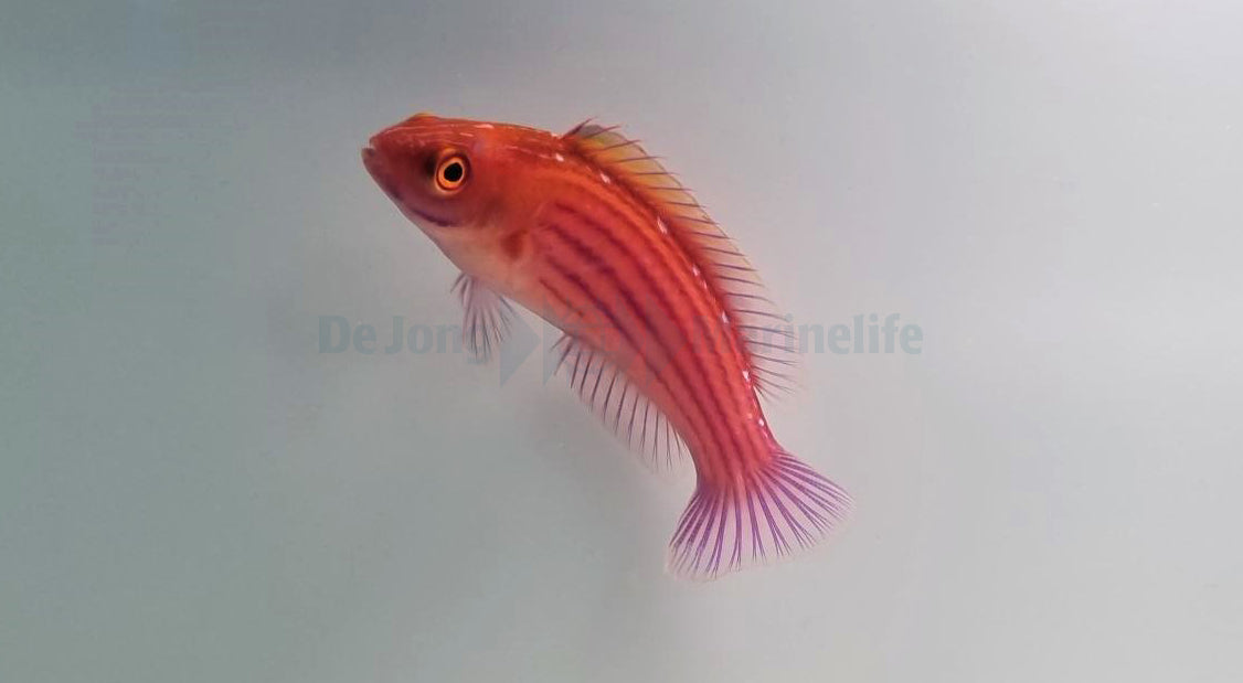 Cirrhilabrus earlei