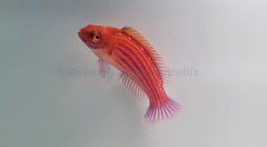 Cirrhilabrus earlei