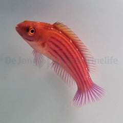 Cirrhilabrus earlei