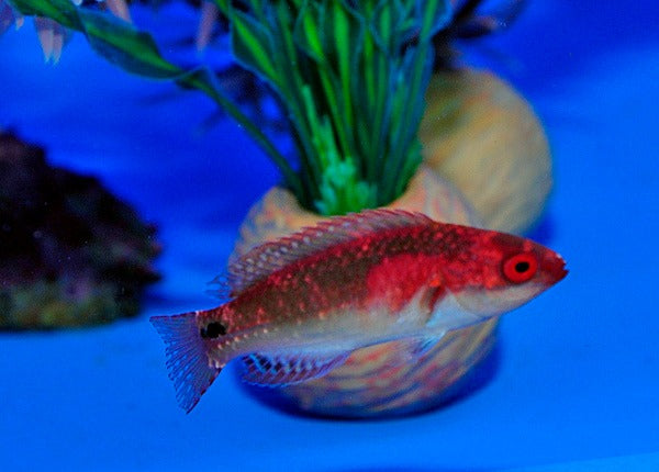 Cirrhilabrus exquisitus