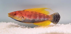 Cirrhilabrus filamentosus