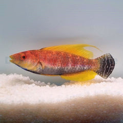 Cirrhilabrus filamentosus