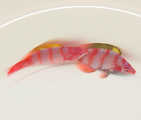 Cirrhilabrus flavidorsalis