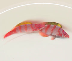 Cirrhilabrus flavidorsalis