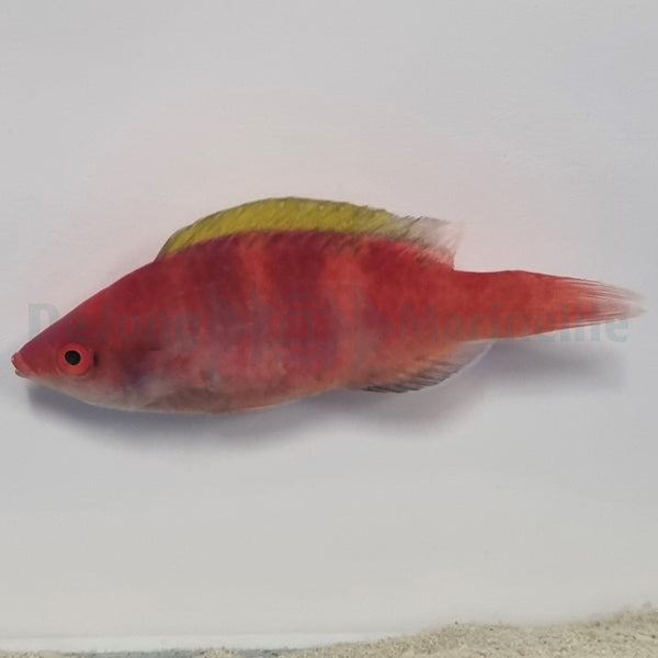 Cirrhilabrus flavidorsalis