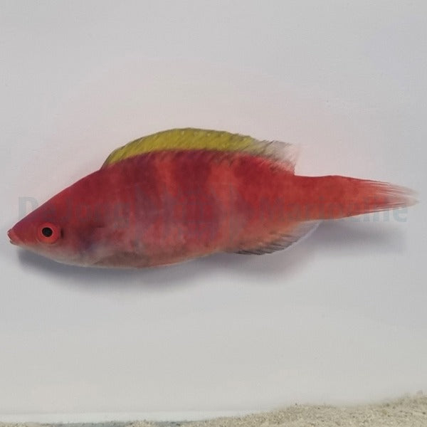 Cirrhilabrus flavidorsalis