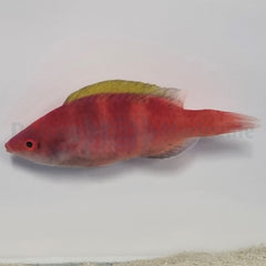 Cirrhilabrus flavidorsalis
