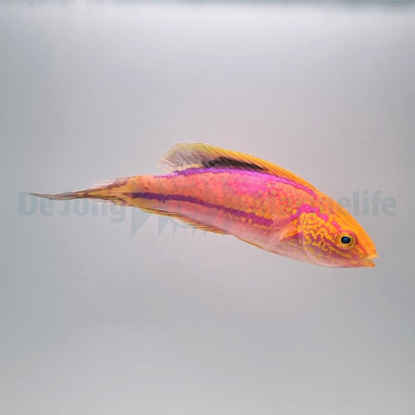 Cirrhilabrus isosceles (male)