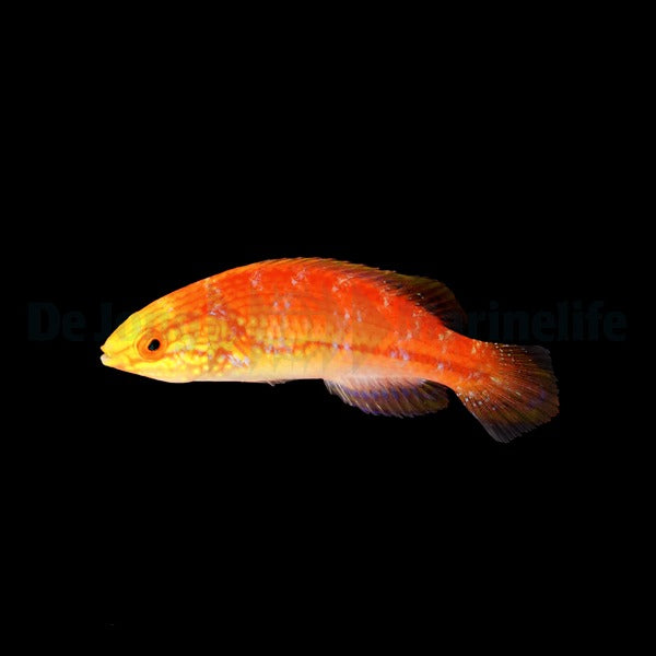 Cirrhilabrus isosceles (female)