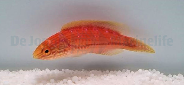 Cirrhilabrus isosceles (female)