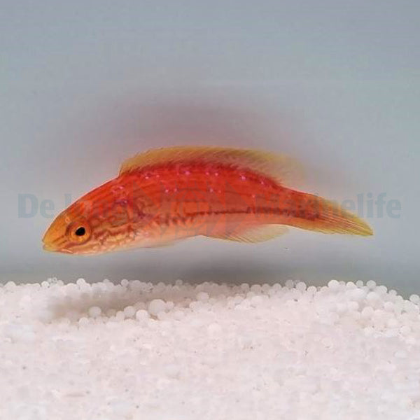 Cirrhilabrus isosceles (female)