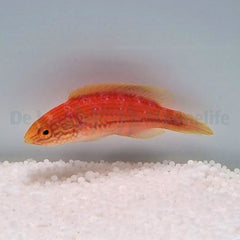Cirrhilabrus isosceles (female)