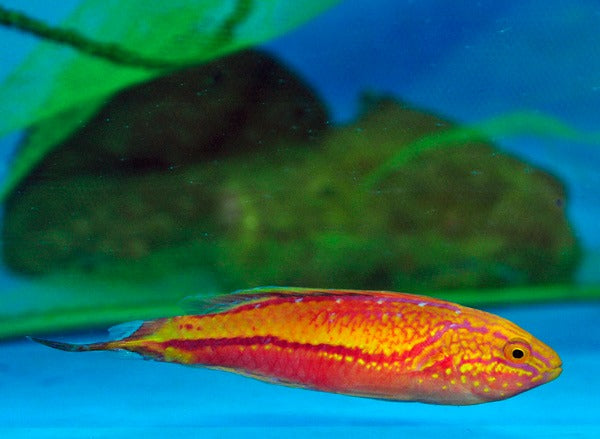 Cirrhilabrus isosceles (male)