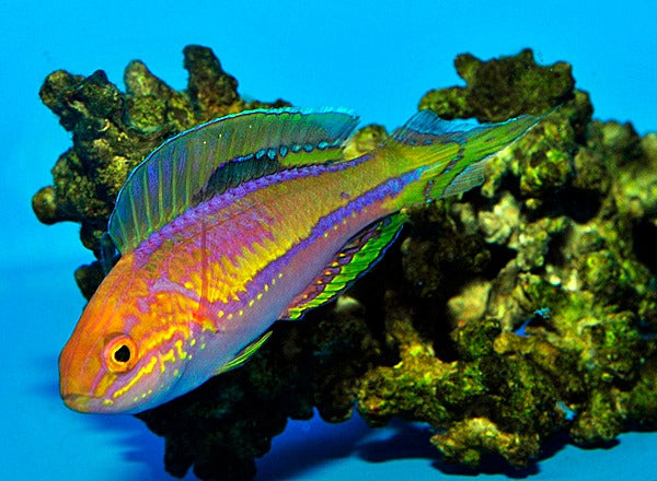 Cirrhilabrus isosceles (male)