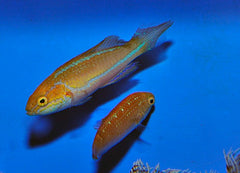 Cirrhilabrus isosceles (Pair)