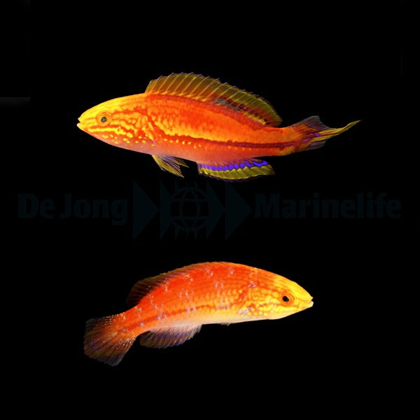 Cirrhilabrus isosceles (Pair)