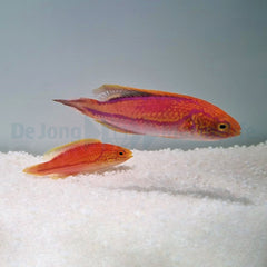 Cirrhilabrus isosceles (pair)