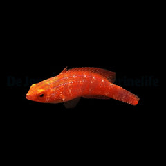 Cirrhilabrus joanallenae (female)
