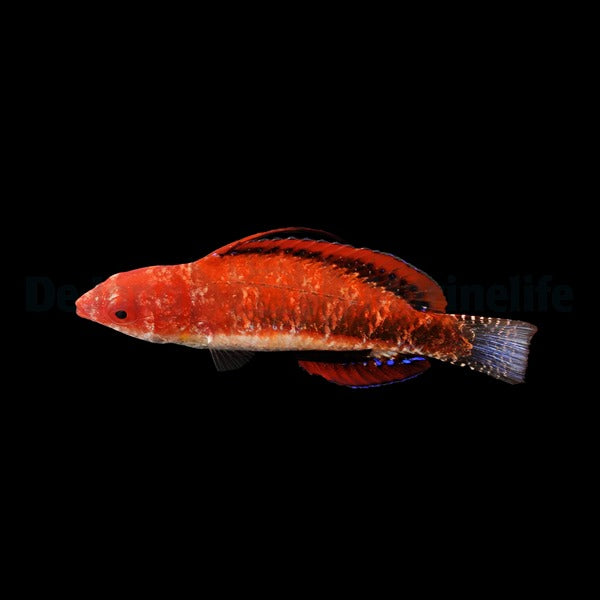 Cirrhilabrus joanallenae (male)
