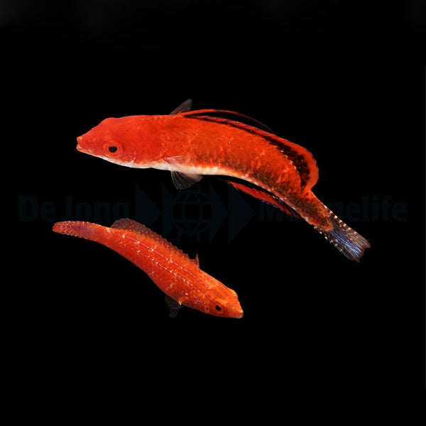 Cirrhilabrus joanallenae (Pair)