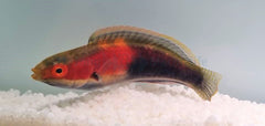 Cirrhilabrus katherinae (male)