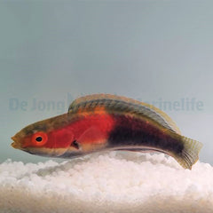 Cirrhilabrus katherinae (male)