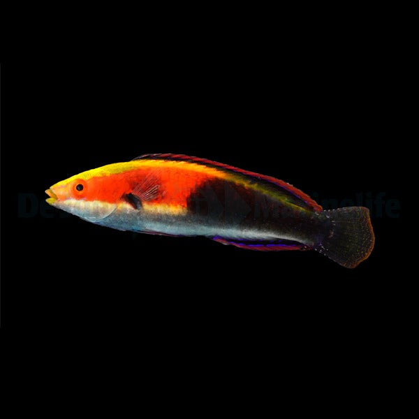 Cirrhilabrus katherinae (male)