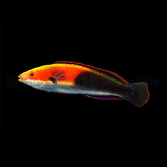 Cirrhilabrus katherinae (male)