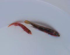 Cirrhilabrus katherinae (Pair)