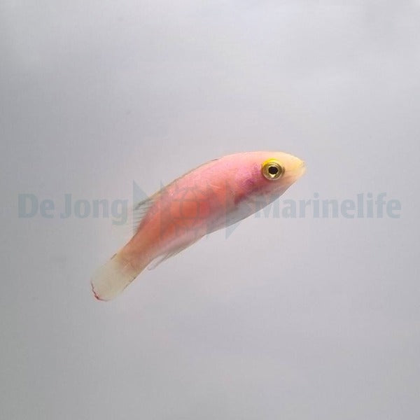 Cirrhilabrus katoi (female)